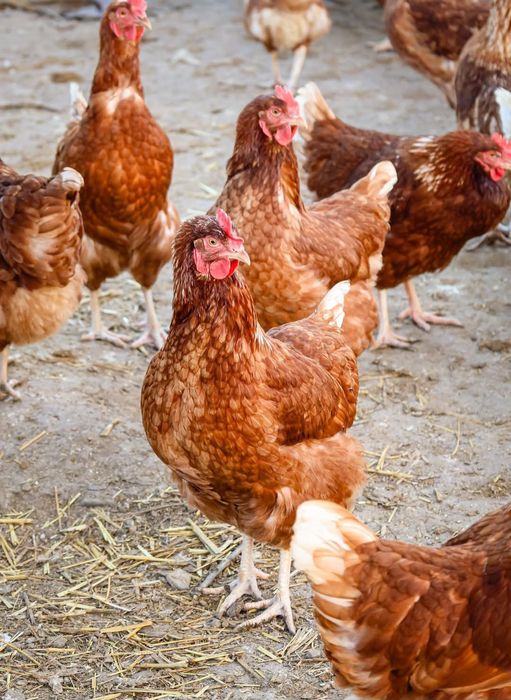 Gaini outoare issa Brown