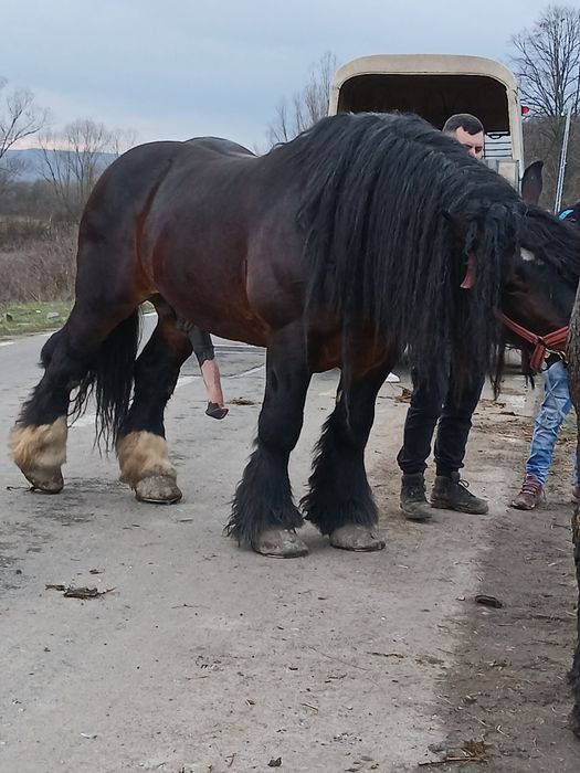 Vand sau monta armasar ardenez 1,80 inaltime