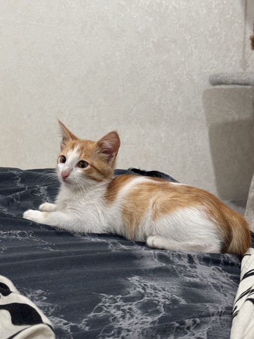 Отдам котёнка в добрые руки