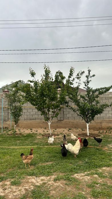 Қазақ тауык бағасы 5500тг