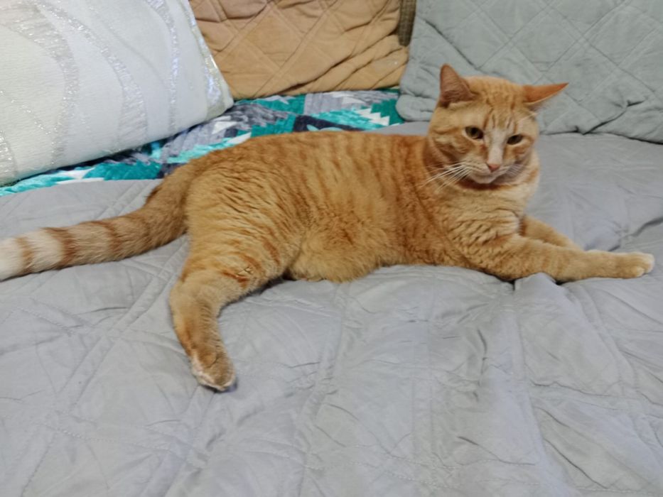 Кот в добрые руки
