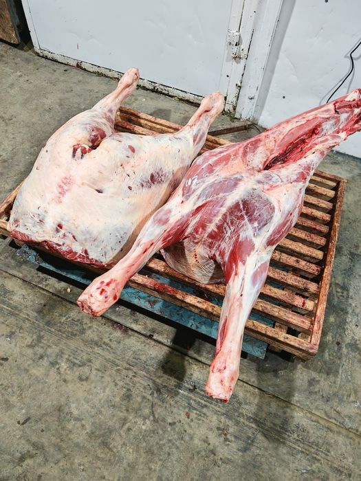 Оптом мясо говядины конины баранина