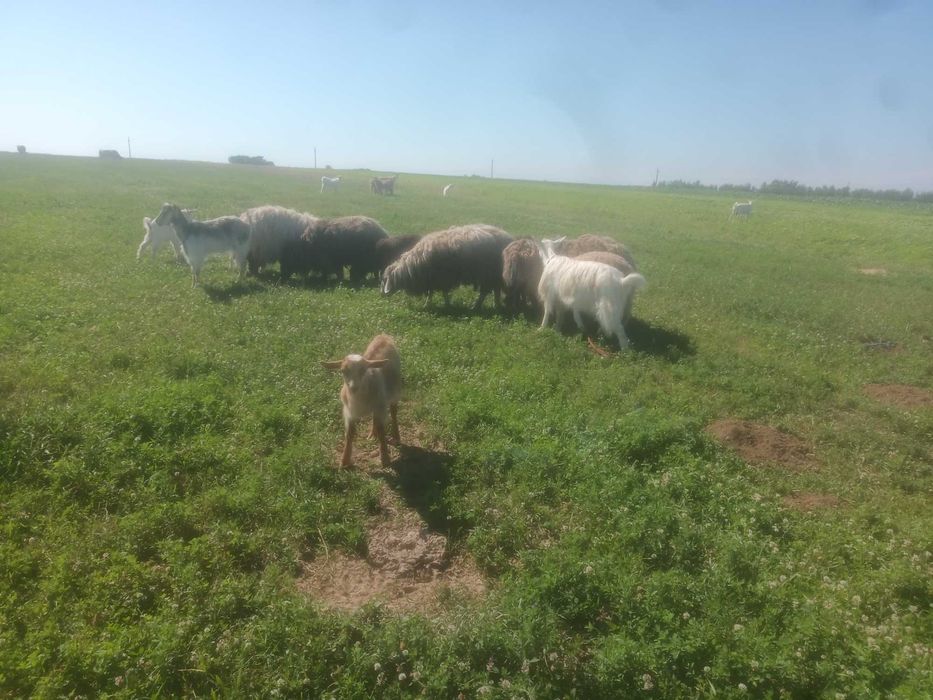 Vând  4 oi, 5 capre, 1 berbec și 5 iezi pret avantajos