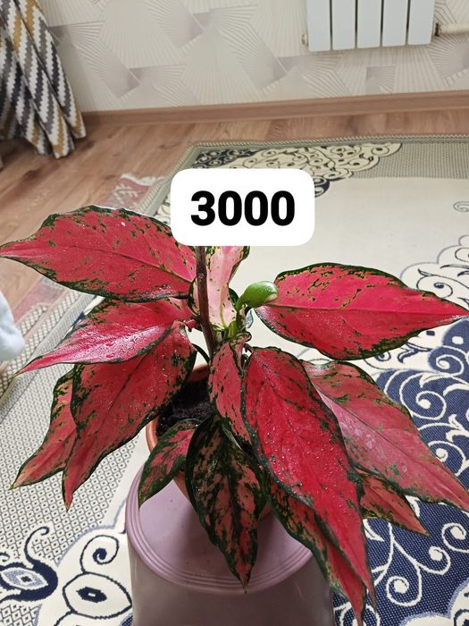 Уй гұлдері арзан багада