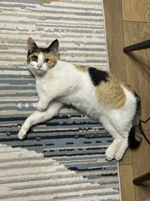 Кошечка подросток  Ищет дом Срочно