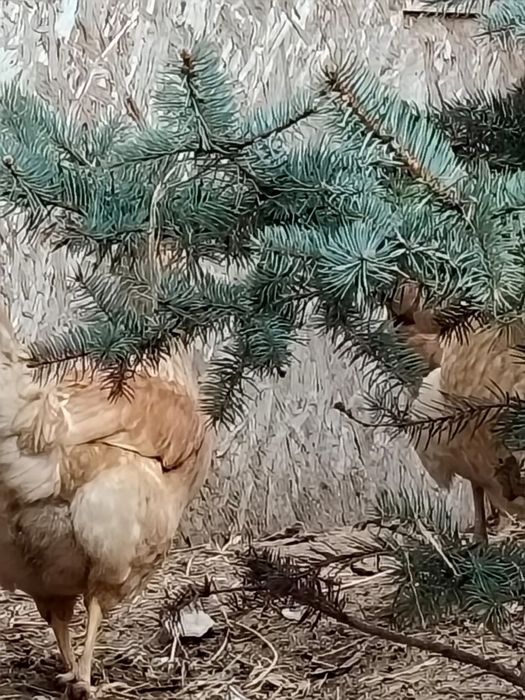 Куры несушки. Несуд даже зимой