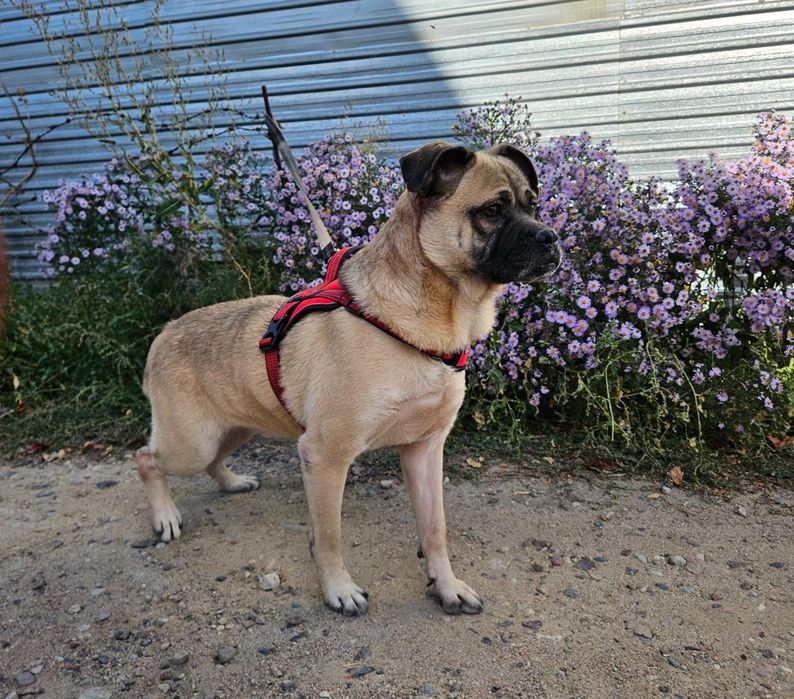 Метис Джек ищет семью!