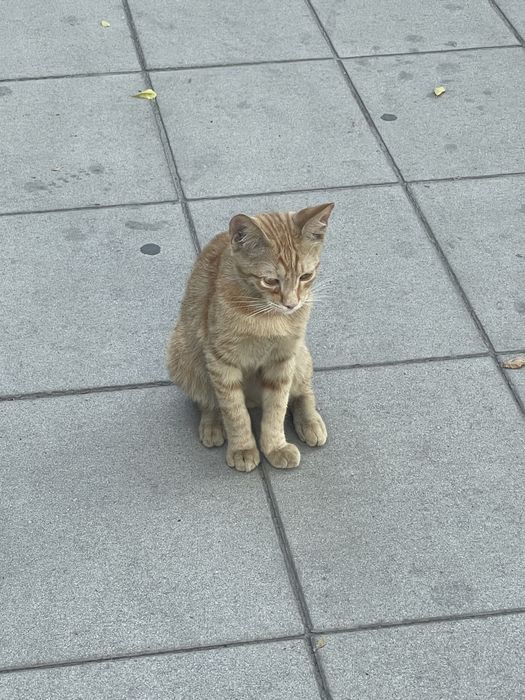 Рыжый котенок ищет дом