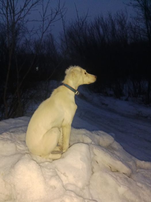 5 айлык тазы кушик сатылады.