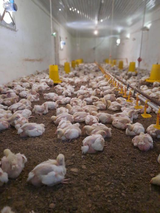 Бройлеры Кобб 500