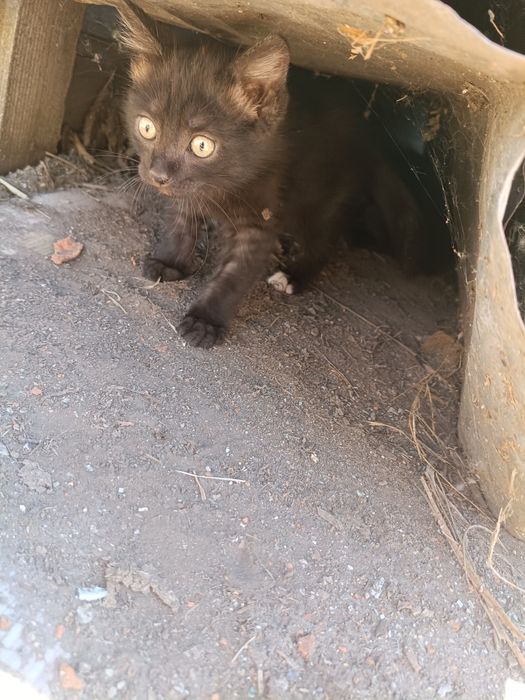 Отдам кота в дом