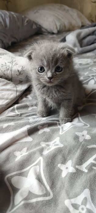 Вислоухие котята