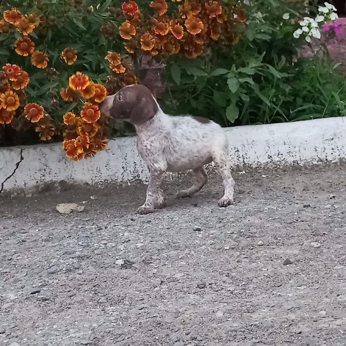 Продаются щенки курцхаара