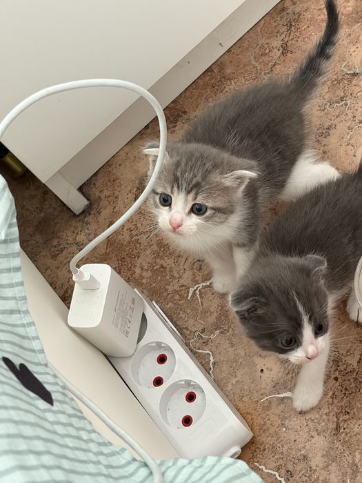 Котятки в добрые руки