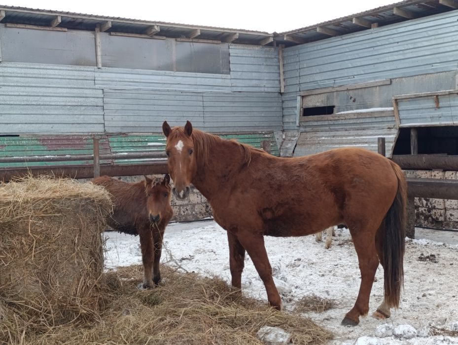 Продам обменяю жеребца