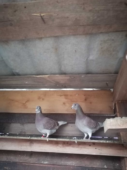 Porumbei voiajori rosi