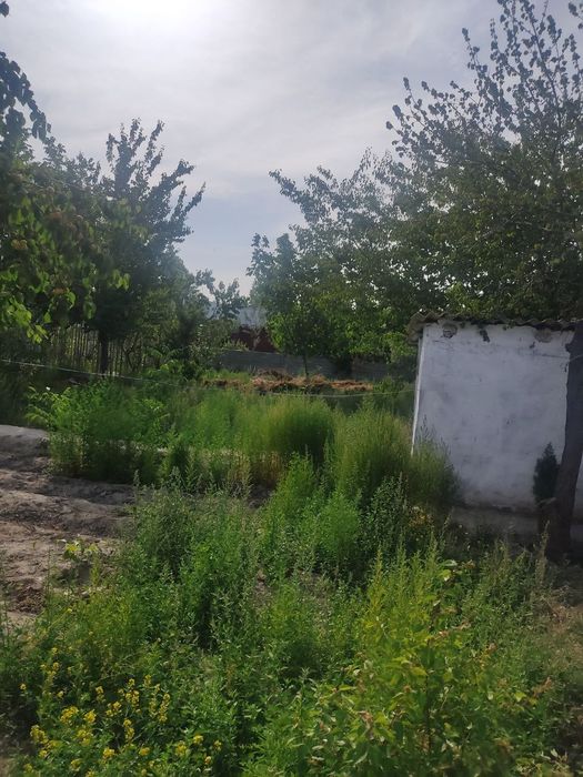 Жобмойда Ховли сотилади срочно