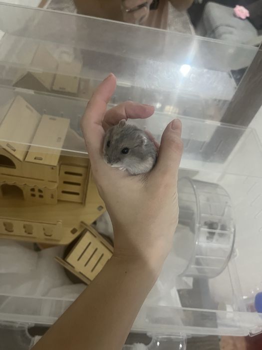 Хомяк ручной домашний