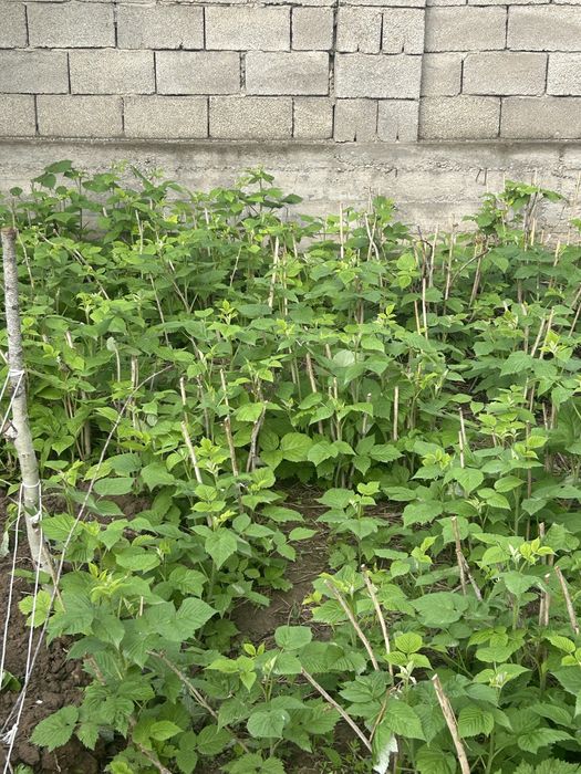 Малина саженцы.