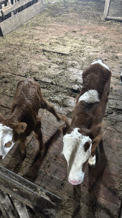 4 бас бұзау екі-үш айлық