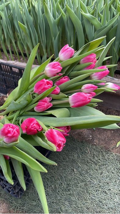 Тюльпаны Оптом