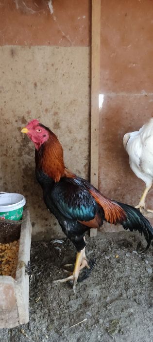 Сотилади икаласи мокийон тухум да