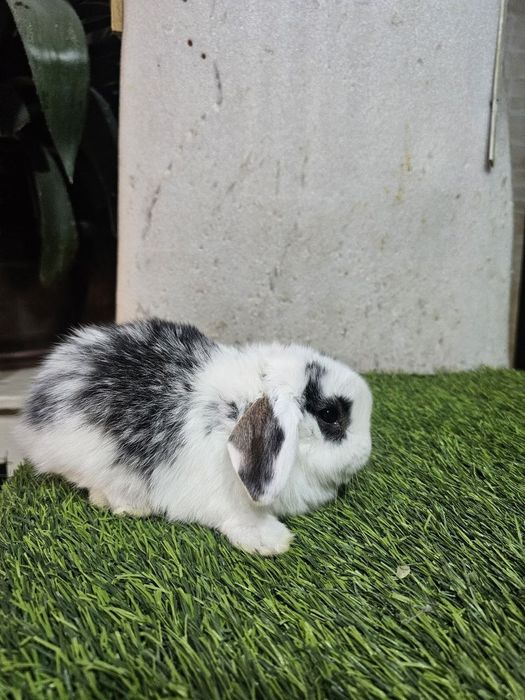 Karlik baran sames, samka