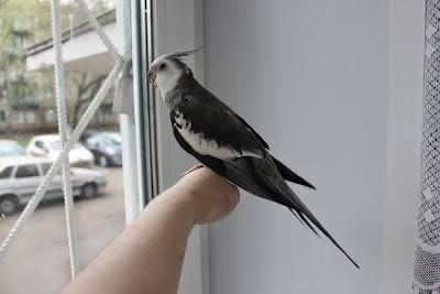 Кареллы разного окрасса