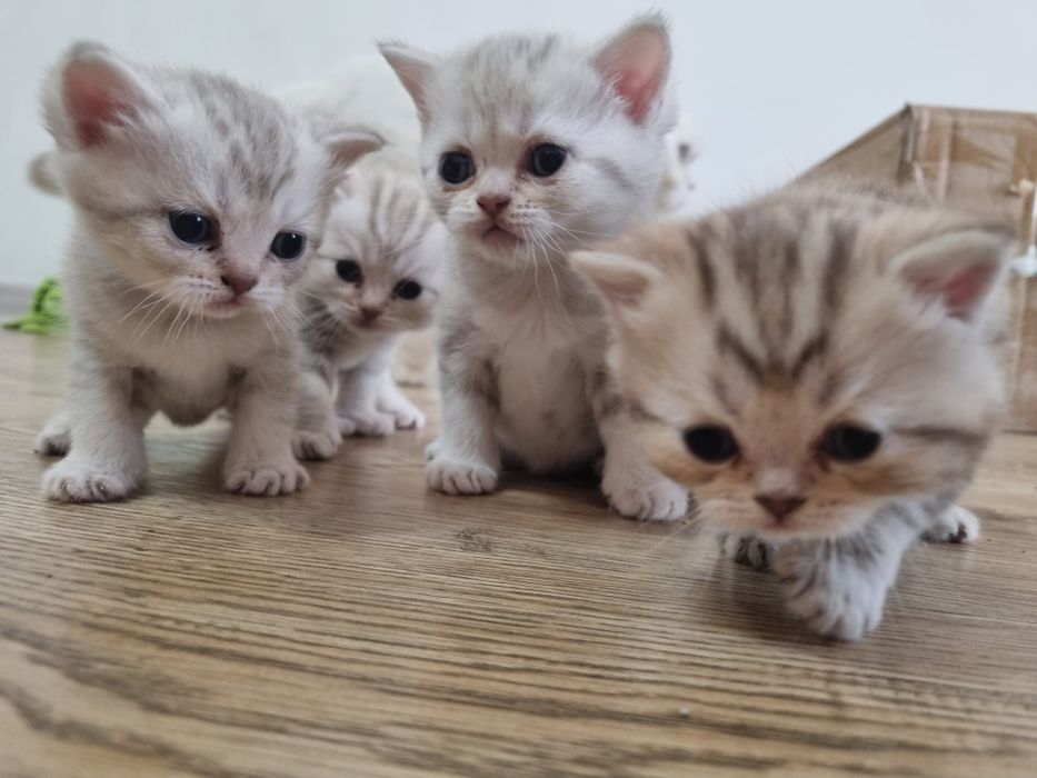 Котята породистые