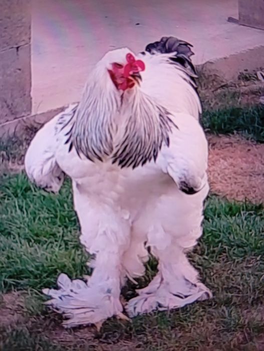 Vind puicuțe de rasă Brahman