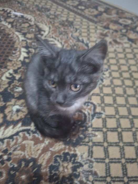 отдам котенка мальчика