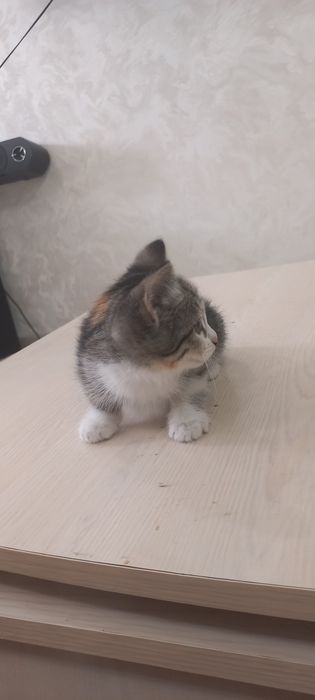 Котята котенок домашние