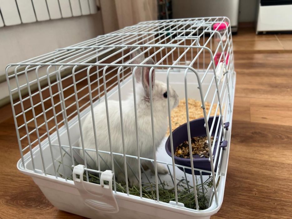 Животное кролик карликовый