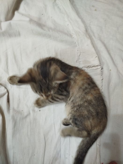 Маленький котенок