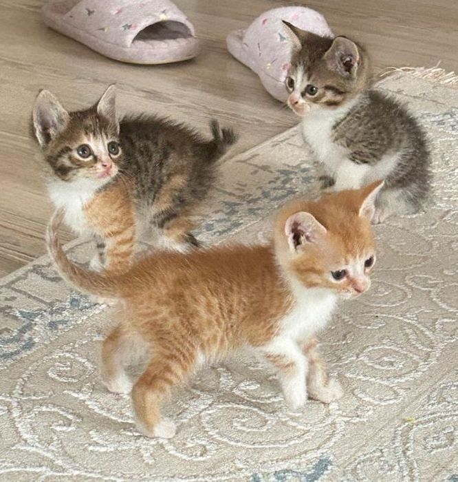 Отдам котят в добрые руки