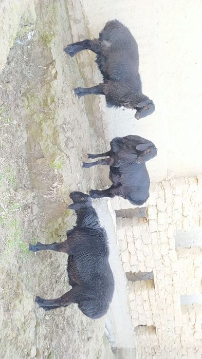 Hisori Qo'chqorlar zotli sotiladi