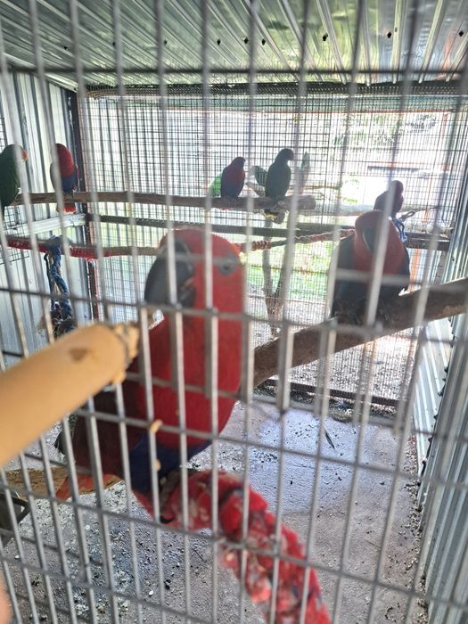 Papagali  diferite varietăți