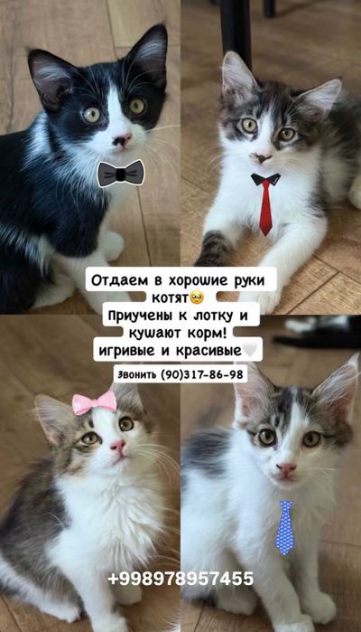 Котята ищут себе добрых хозяев