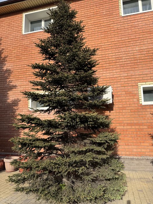 Продам зеленые и голубые зрелые ели