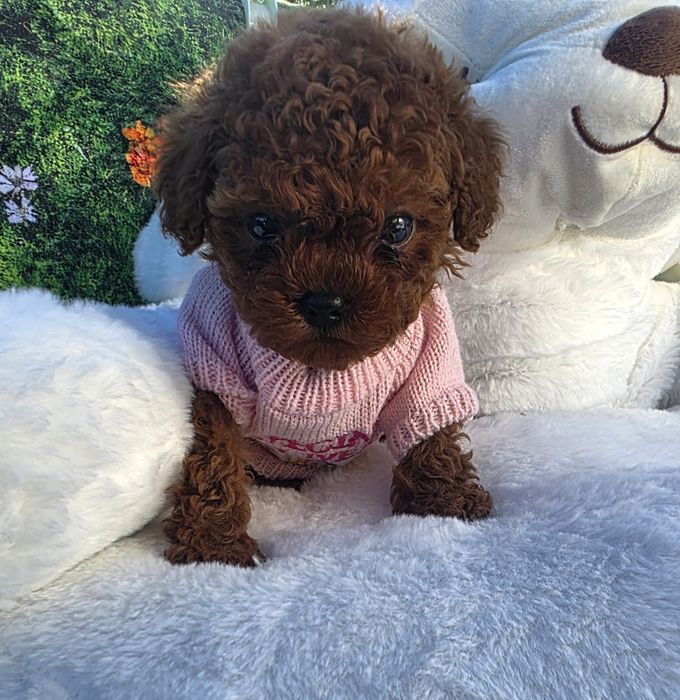 !Пудел тийкъп Момиче с документ за произход