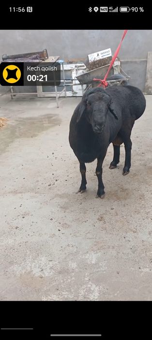 Qassob xizmati Qurbolu va Aqiqa