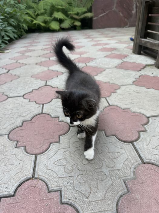 Котенок ищет дом