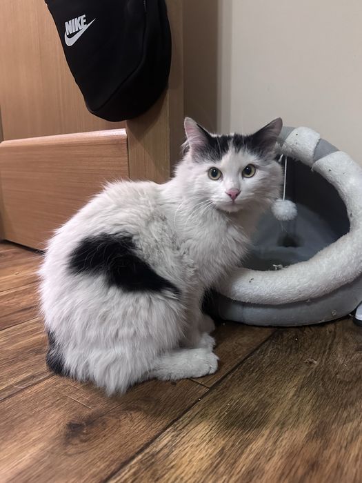 Ласковая кошка ищет дом