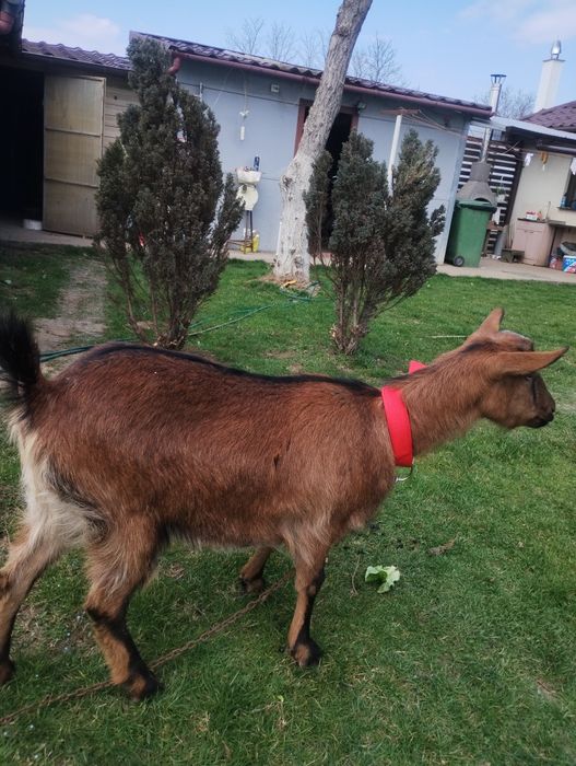 Capră alpină franceză