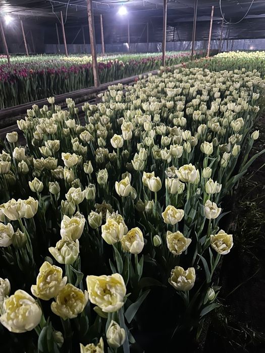 Тюльпаны опт по 600тг высшего качества