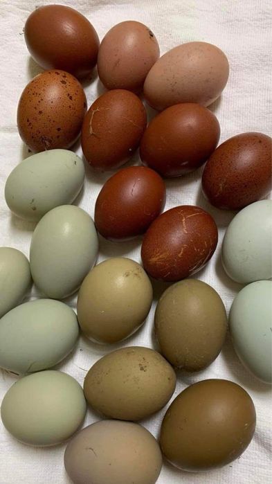 Разплодни яйца от Марани и Амераукани