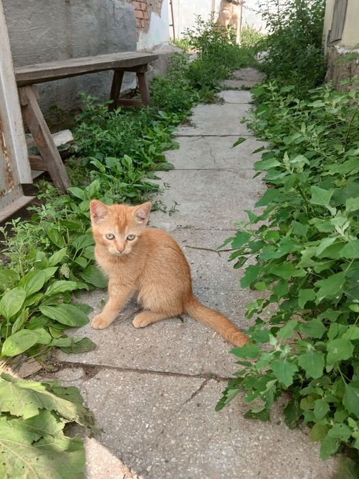 Отдам котёнка ( девочка).