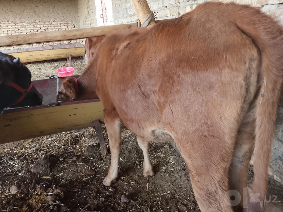 Bugʻoz mol sotiladi 5 oylik