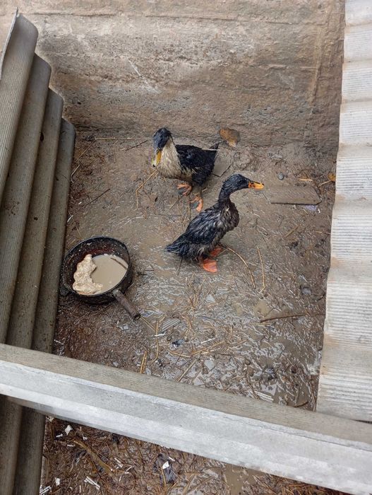 Урдак Самарканд Пастдаргом Джума