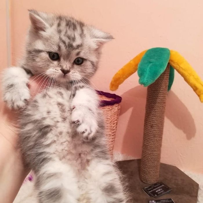 Кошечка и котик  ШотландСкие '